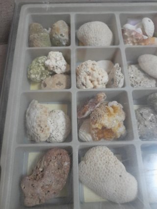 Collezione coralli e conchiglie