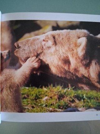 Libro i cuccioli pag.470 illustrato