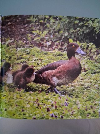 Libro i cuccioli pag.470 illustrato