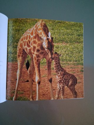 Libro i cuccioli pag.470 illustrato