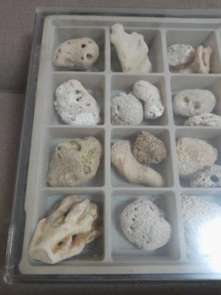 Collezione Coralli e Conchiglie