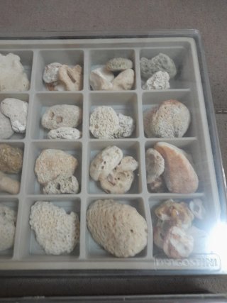 Collezione Coralli e Conchiglie