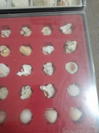 Collezione Coralli e Conchiglie