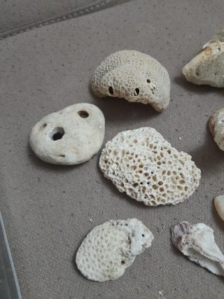 Collezione coralli e conchiglie