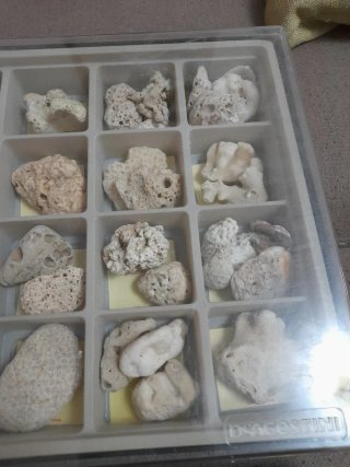 Collezione coralli e conchiglie