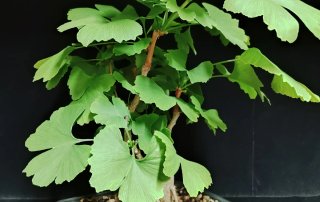 Pre bonsai GINKGO BILOBA