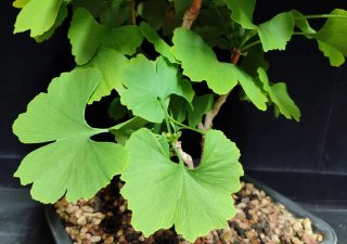 Pre bonsai GINKGO BILOBA