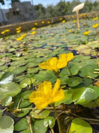 Nynphoides peltata - Pianta acquatica