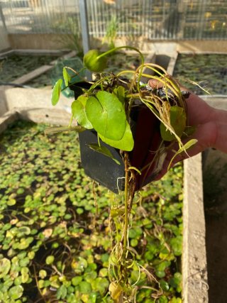 Nynphoides peltata - Pianta acquatica