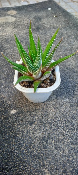 Trío de plantas de cinta