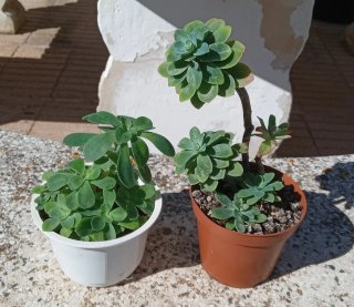 Trío de plantas de cinta