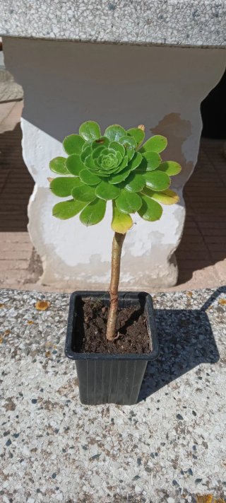 Trío de plantas de cinta