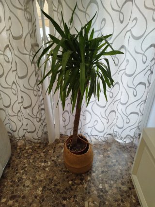 Planta de interior con maceta