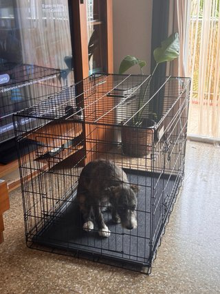 Jaula metálica XL para perros doble puerta