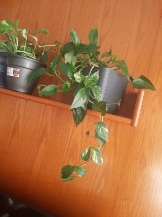 Planta Potos Natural