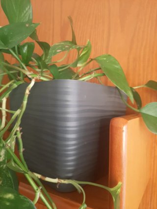 Planta Potos Natural