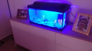 Acuario 60L