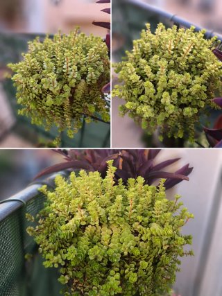 Planta Suculenta Crasa "Sedum makinoi lime"