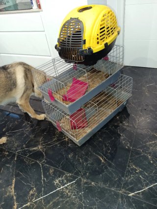 Jaulas para mascotas apilables