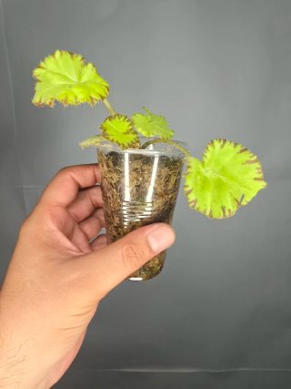 Begonia Rex 3 "Lima" baby