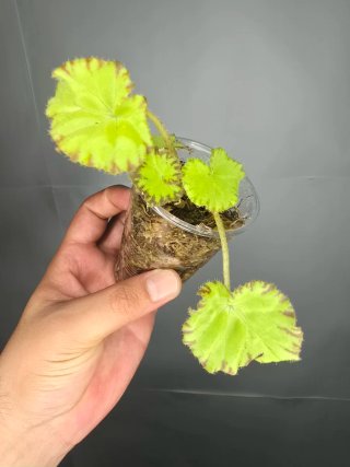 Begonia Rex 3 "Lima" baby