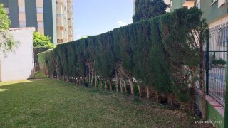 Mantenimiento de piscinas y jardines 15€ la hora