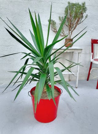 Gran PLANTA YUCA en maceta de diseño