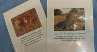 Lote 4 libros sobre razas de perros de caza