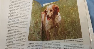 Lote 4 libros sobre razas de perros de caza