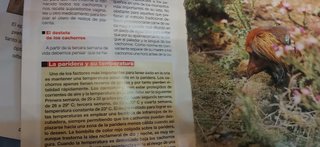 Lote 4 libros sobre razas de perros de caza