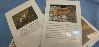 Lote 4 libros sobre razas de perros de caza