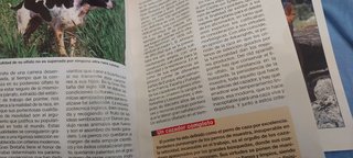 Lote 4 libros sobre razas de perros de caza