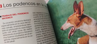 Lote 4 libros sobre razas de perros de caza
