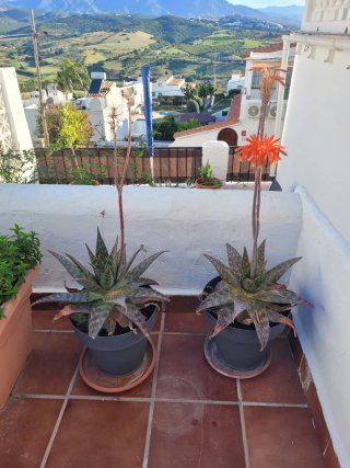 Planta Aloe Vera con Maceta Gris