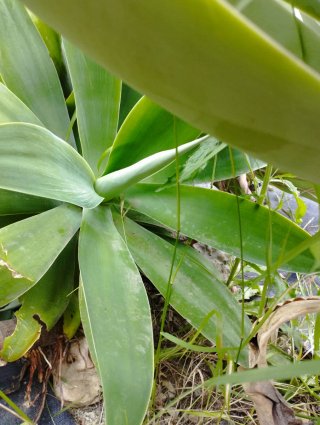 Agave attenuata