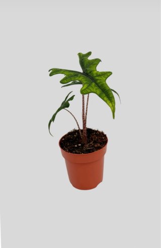 Alocasia Jacklyn Planta