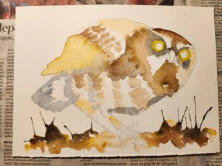 Pintura acuarela búho pequeño