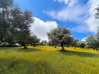 Olivar con preciosas vistas