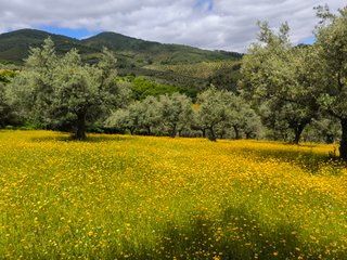 Olivar con preciosas vistas