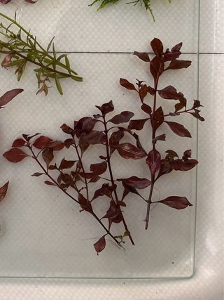 Ludwigia Super Red Planta Acuario