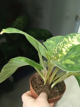 Planta Homalomena Camuflaje