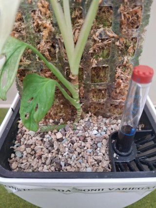 Monstera Adansonii Variegata