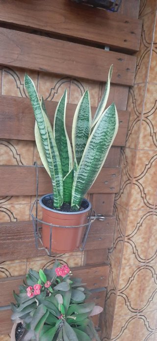 Planta Sansevieria Lengua de Suegra