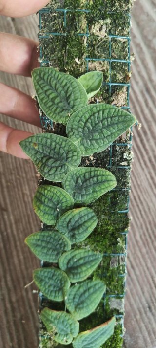 Rhaphidophora tenuis