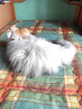 Peluche gatto decorativo