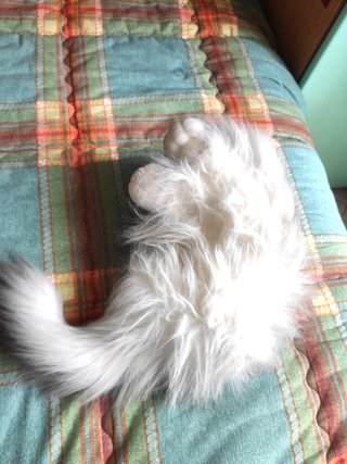 Peluche gatto decorativo