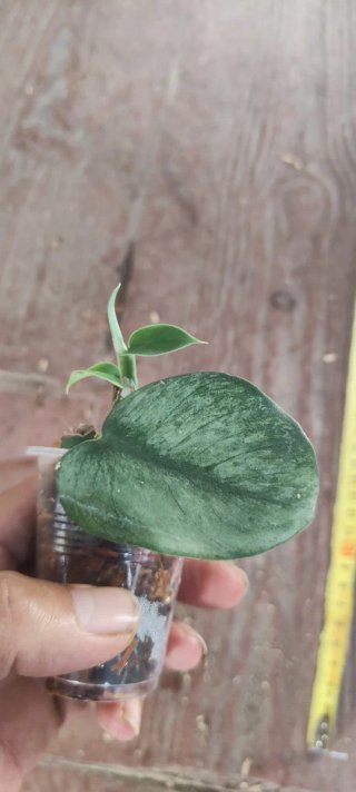 Rhaphidophora Hongkongensis Mint