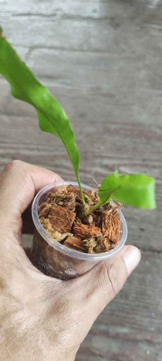 Lecanopteris lomarioides planta