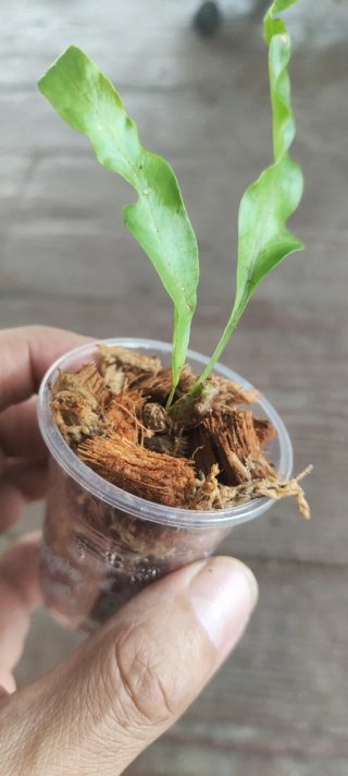 Lecanopteris lomarioides planta