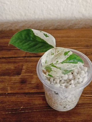 Epipremnum Pinnatum Marble Variegata